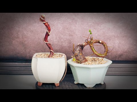 Видео: Бонсай из воздушных отводков и корней