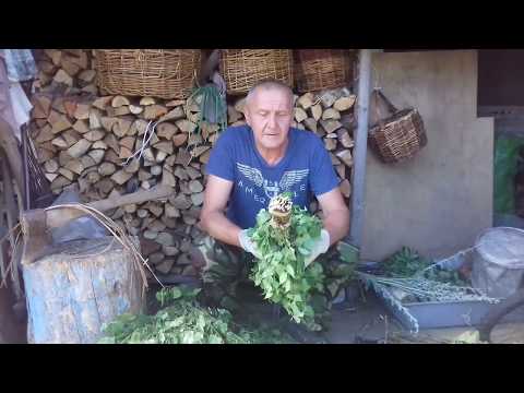 Видео: Делаем НАСТОЯЩИЙ БЕРЁЗОВЫЙ ВЕНИК для русской бани !!!