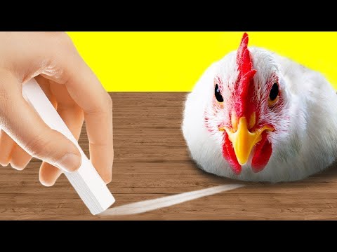 Видео: Вещи, Которые Гипнотизируют Животных
