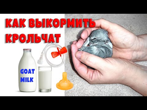 Видео: Как выкормить новорожденных крольчат без крольчихи?