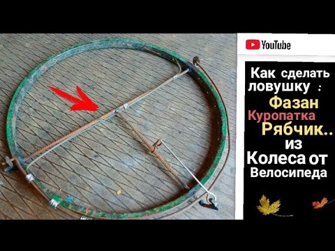 Видео: ЛОВУШКА НА ФАЗАНА . Как сделать ловушку из велосипедного колеса