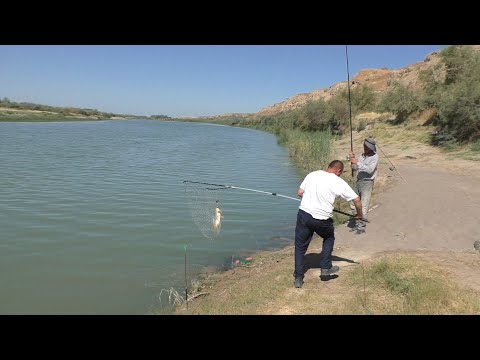 Видео: сирдаре