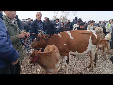 Видео: Молбозори Н дусти Нарху навои говхои ширдор навори тоза 5 11 2025 