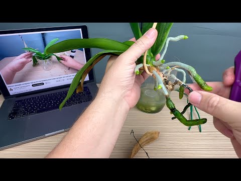 Видео: легкий способ нарастить корни орхидеи справится любой