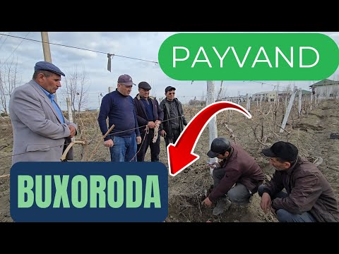 Видео: Энди БУХОРО да УЗУМ 🍇 Пайванд 🪚🛠