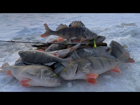 Видео: НЕОЖИДАННАЯ ВСТРЕЧА С РЫБНАДЗОРОМ. Первый лёд в сезоне 2022/2023 на Рыбинке. Окунь на силикон.