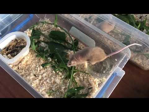 Видео: Кормление травой. Сочная и полезная травка для мышей.