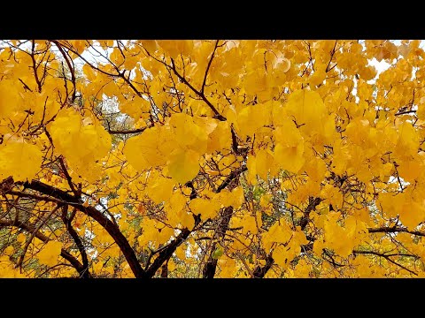 Видео: 384. "Я", образ Божий и разнообразные "я" психологии