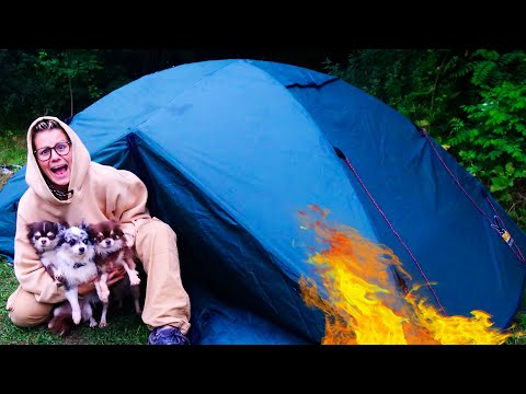 Видео: 24 ЧАСА В ПАЛАТКЕ с собаками! Что случилось с Юми? Моемся в реке, выживаем в лесу с питомцами