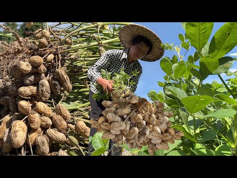 Видео: Вытащить арахис очень приятно, сделать три ароматных арахиса