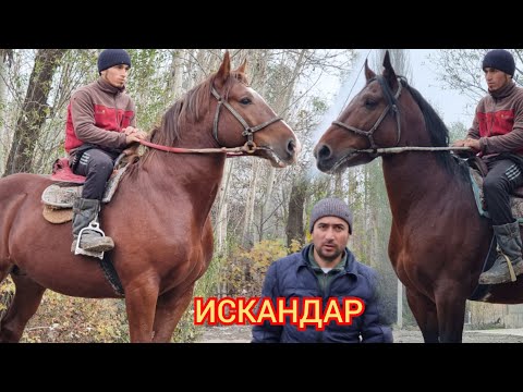 Видео: АТТЫН  УДАРЛАРЫ  чыкты ИСКАНДАР  / ЭКИ АТ ЧЫКТЫ  Тандап алгандыкы