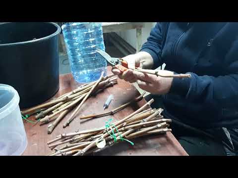 Видео: Применяем Клонекс гель для подготовки черенков винограда к укоренению. Наглядно.