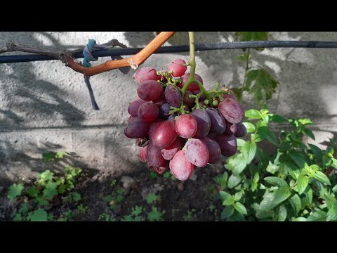 Видео: Останній огляд висновки виноград інжир пасіфлора 2025 р.