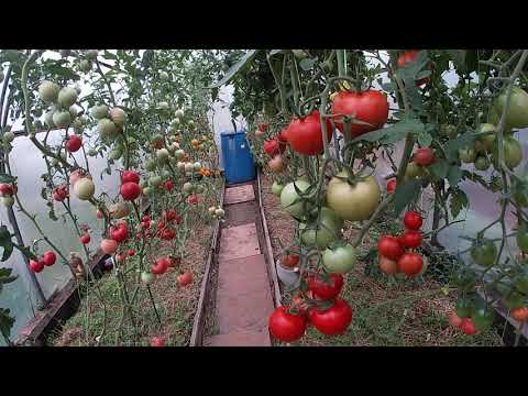 Видео: Скажем нет кладоспориозу.Мои методы борьбы помогли справится с этой гадостью.10.08.2021