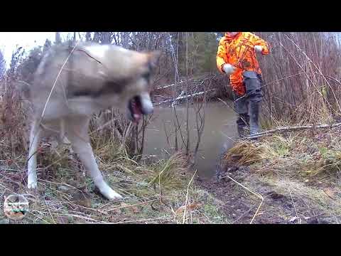Видео: Охота на бобра осенью. Ловлю бобра изгоя.