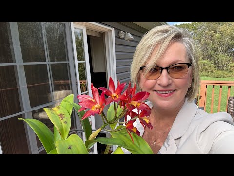 Видео: Мои короли и королевы октября 2025. Скромно, но со вкусом :) продолжаем растить коллекцию орхидей❤️😁