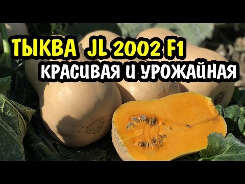 Видео: Тыква JL 2002 F1. Высокое содержание сахаров, оранжевый цвет, прекрасный вкус и аромат