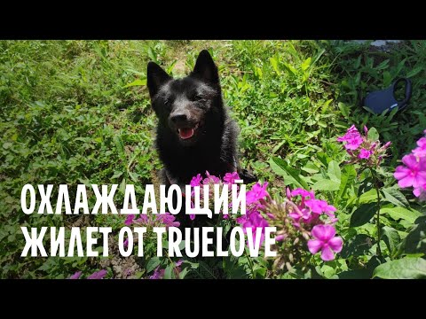 Видео: Обзор охлаждающего жилета для собак всех размеров от Truelove