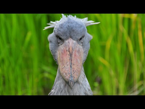 Видео: Очень необычная птица с ГОЛОВОЙ КИТА - Китоглав, Королевская цапля или Ботинкоклюв!