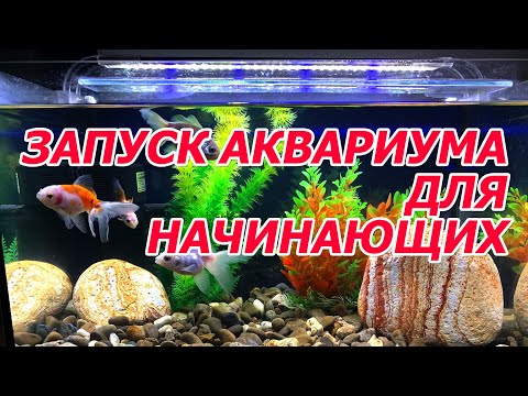 Видео: Запуск и оформление аквариума для Новичков от А до Я, начинающим