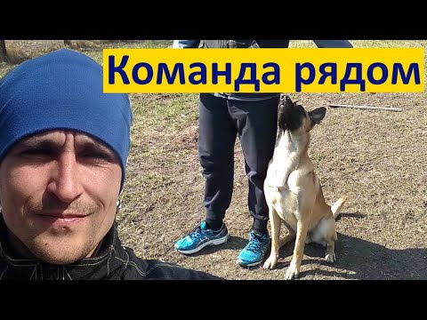 Видео: 267. Подробно о команде рядом. Рядом уровень ПРО. Как научить собаку ходить рядом