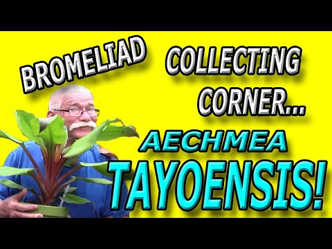 Видео: Уголок коллекционирования бромелиевых: Aechmea Tayoensis!