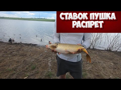 Видео: ставок пушка распрет