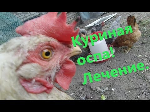 Видео: Куриная оспа. Лечение. Вариант 2