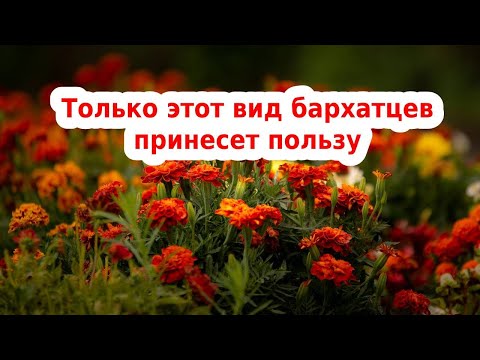 Видео: БАРХАТЦЫ🌻САМЫЙ ПОЛЕЗНЫЙ СОРТ ЦВЕТОВ БАРХАТЦЕВ