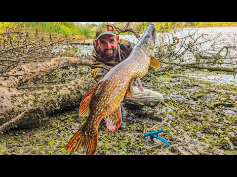 Видео: 2 ТОП Коліра по ЩУКАМ, Трофейна МАМОЧКА не здержалась, Рибалка на щуку була дивовижна
