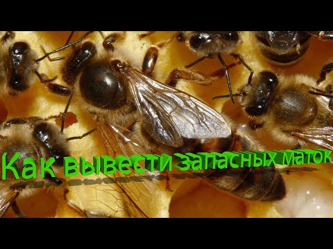 Видео: Профессор Кашковский: Как правильно вывести запасных маток?