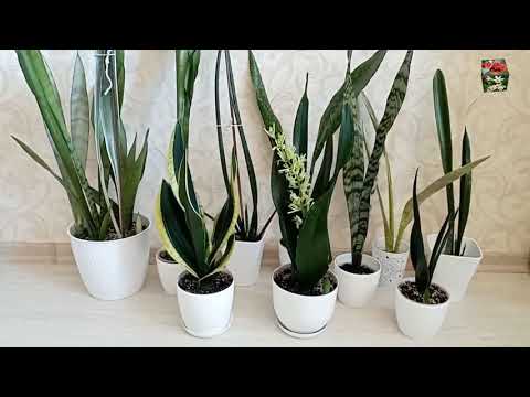 Видео: Моя коллекция санс - первые результаты за 2 месяца. Цветение сансевиерии Витни.