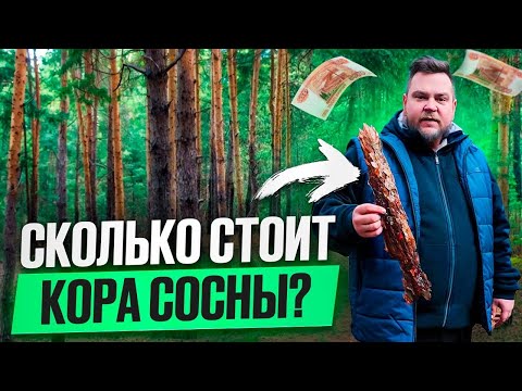 Видео: КУДА ПРОДАТЬ КОРУ СОСНЫ?/ПОКУПАЮ ЛИ Я ЕЁ?