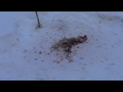 Видео: КТО СЪЕЛ МОЮ ЛИСУ? / Охота на Лис капканами. Сезон 22\23г.