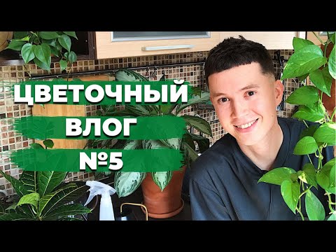Видео: ВЛОГ Будни Цветоголика » Полив, Обзор Комнатных Растений