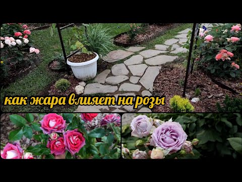 Видео: Самые стойкие сорта роз в моём саду