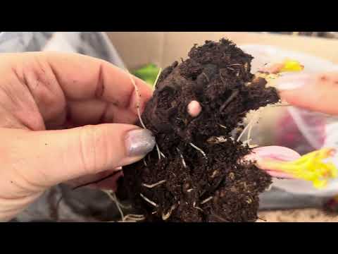 Видео: Распаковка покупочек: пионы и лилии