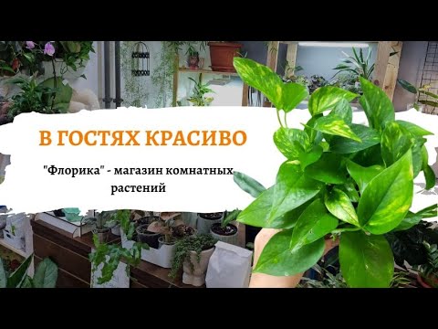 Видео: Идём в гости. Флорика - магазин комнатных цветов.