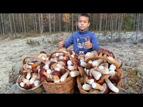 Видео: ЛУЧШАЯ ТИХАЯ ОХОТА НА БЕЛЫЕ ГРИБЫ БОРОВИКИ! КОРЗИНЫ ЛОМЯТСЯ ОТ ГРИБОВ!