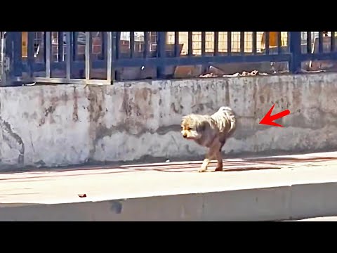 Видео: Суровый пес, потерявший обе ноги, борется за еду, изменившись через месяц после спасения