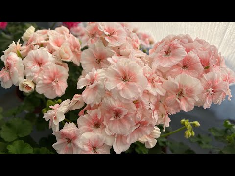 Видео: Маленькая часть нашей Жизни