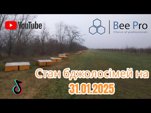 Видео: Стан бджолосімей у вулика ППУ від ТМ "Bee Pro" на 31.01.2025