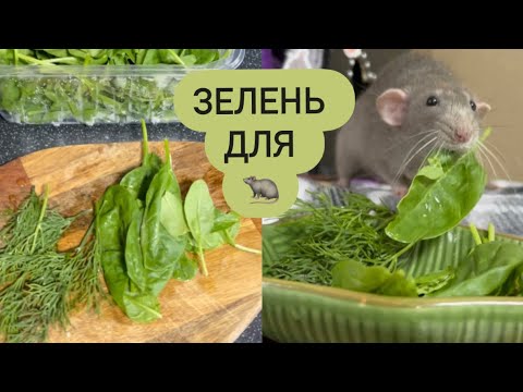 Видео: Зелень для крыс | Выгул крыс 🐀