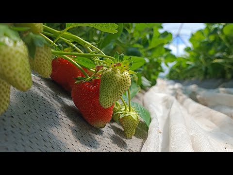 Видео: Чем подкормить клубнику во время налива ягод? Секрет крупных и сладких ягод!