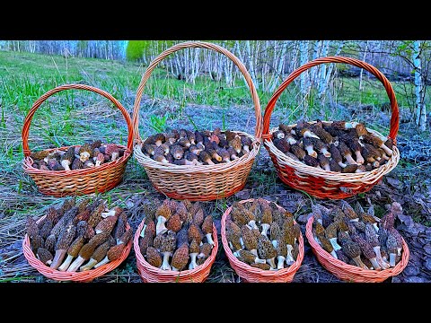 Видео: ГРИБНОЙ РАЙ ПО-АРМЯНСКИ! СМОРЧКИ НА КАЖДОМ МИЛЛИМЕТРЕ! НЕТРОНУТЫЙ ЛЕС УСЕЯН ГРИБАМИ! ГРИБЫ 2022