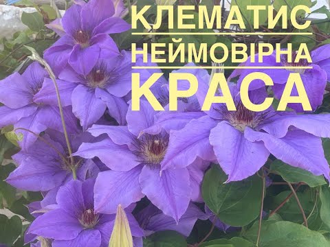 Видео: ✅ #клематис👉 неймовірна краса