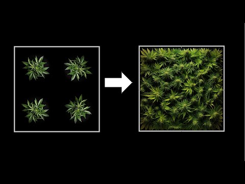 Видео: Лучшее время для перевода растений из стадии вегетации в стадию цветения