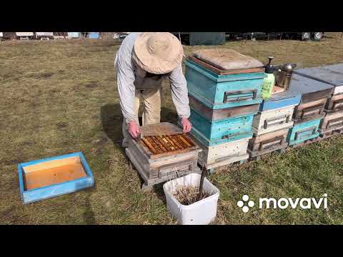 Видео: Подготовка пчел к акации. Часть 1. Весенняя ревизия.