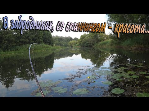 Видео: В забродниках, по малой реке - "Сосна"! Рыбалка на спиннинг! Щука и окунь на вращающиеся блесны!