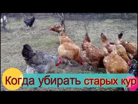 Видео: 🐔🥚СТАРЫЕ КУРЫ НЕСУШКИ КОГДА УБИРАТЬ. ГОДОВАЛЫЕ КУРЫ С ПТИЦЕФАБРИКИ, стоит ли. ОТВЕЧАЮ НА ВОПРОСЫ